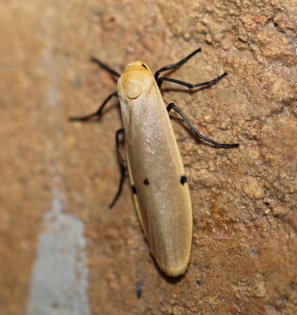/filer/webapps/moths/media/images/S/similipuncta_Eilema_A_Voaden.jpg
