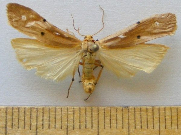 /filer/webapps/moths/media/images/S/similipuncta_Zobida_A_Mateke.jpg