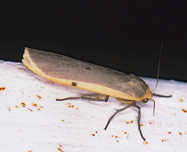 /filer/webapps/moths/media/images/S/similipuncta_Zobida_A_Roland_01.jpg