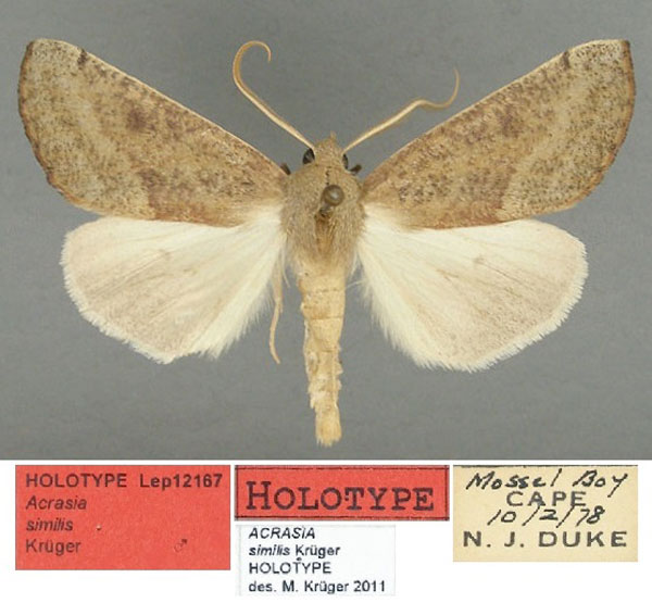 /filer/webapps/moths/media/images/S/similis_Acrasia_HT_TMSA.jpg