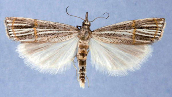 /filer/webapps/moths/media/images/S/similis_Aurotalis_AM_Bassi.jpg