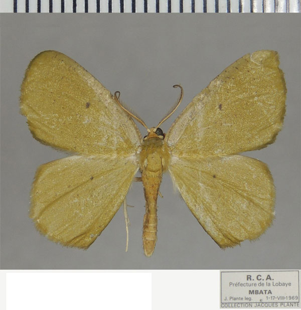 /filer/webapps/moths/media/images/S/similis_Chloroctenis_AM_ZSM.jpg