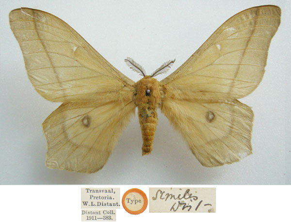 /filer/webapps/moths/media/images/S/similis_Cirina_HT_NHMUKa.jpg