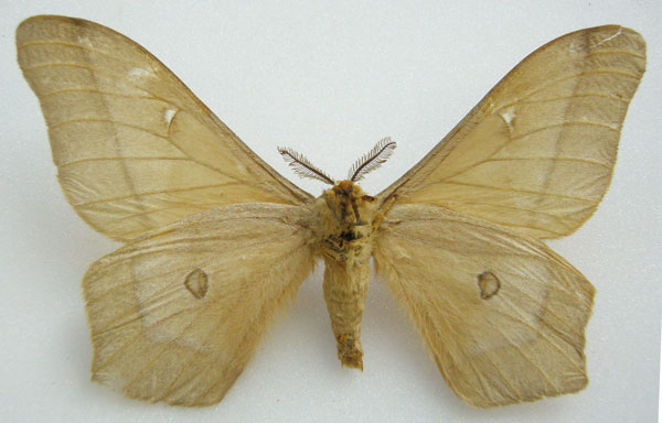 /filer/webapps/moths/media/images/S/similis_Cirina_HT_NHMUKb.jpg