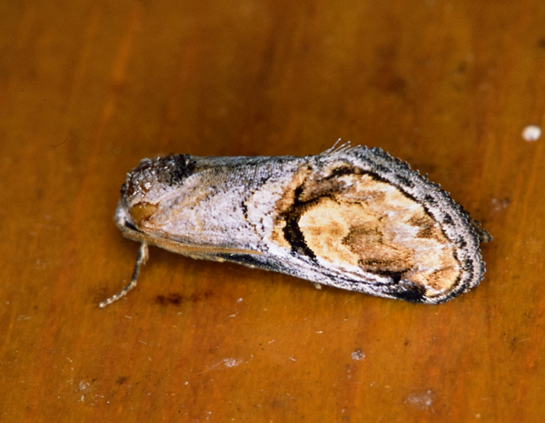 /filer/webapps/moths/media/images/S/similis_Cyclopera_A_Roland_01_B3ENBbD.jpg
