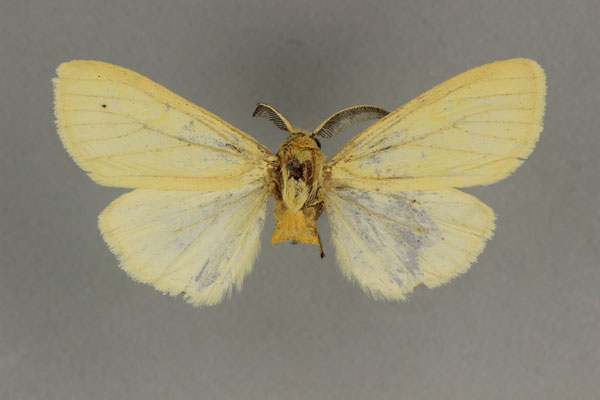 /filer/webapps/moths/media/images/S/similis_Estigmene_HT_BMNH.jpg