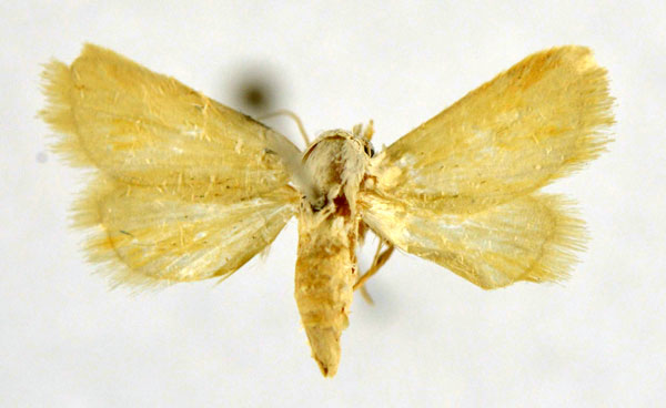 /filer/webapps/moths/media/images/S/similis_Eublemma_PT_NHMO.jpg