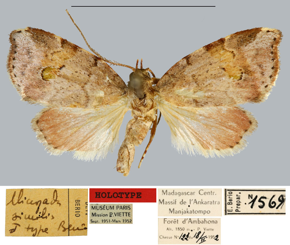 /filer/webapps/moths/media/images/S/similis_Microzada_HT_MNHN.jpg