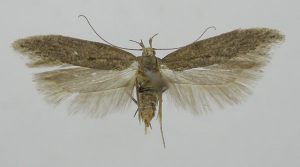 /filer/webapps/moths/media/images/S/similis_Neofriseria_PT_LNK.jpg