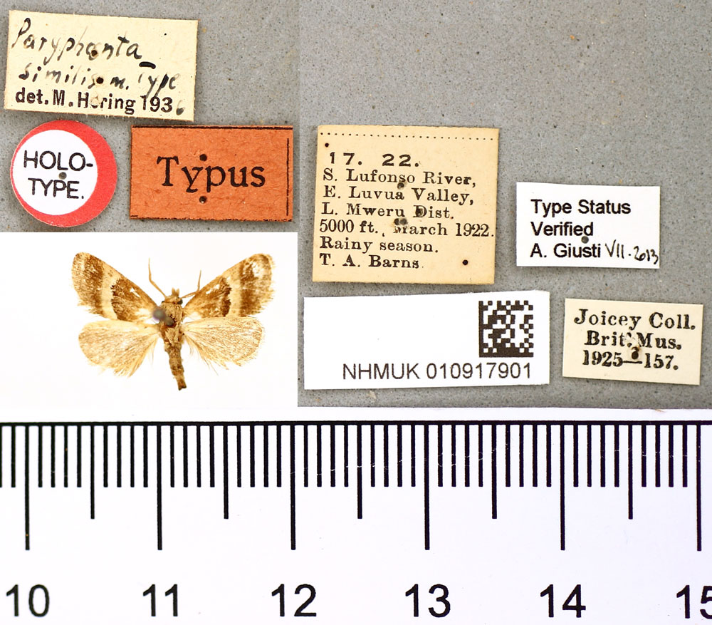 /filer/webapps/moths/media/images/S/similis_Paryphanta_HT_BMNH.jpg