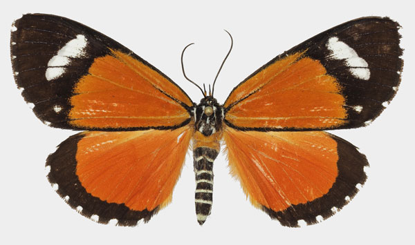 /filer/webapps/moths/media/images/S/similis_Phaegorista_AF_Basquin.jpg