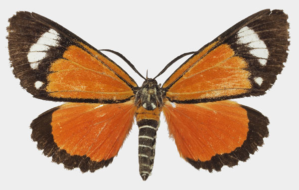 /filer/webapps/moths/media/images/S/similis_Phaegorista_AM_Basquin_01a.jpg
