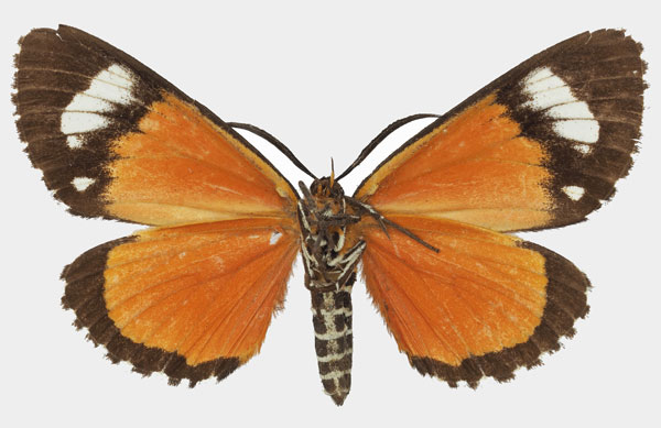 /filer/webapps/moths/media/images/S/similis_Phaegorista_AM_Basquin_01b.jpg