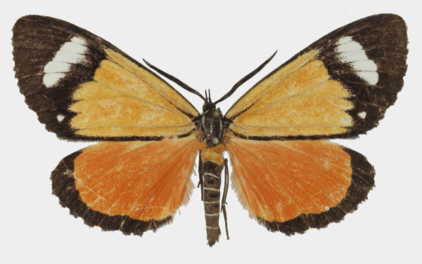 /filer/webapps/moths/media/images/S/similis_Phaegorista_AM_Basquin_02.jpg