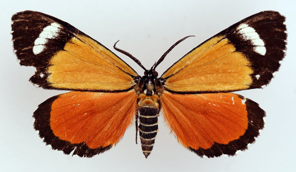 /filer/webapps/moths/media/images/S/similis_Phaegorista_AM_ISEA.jpg