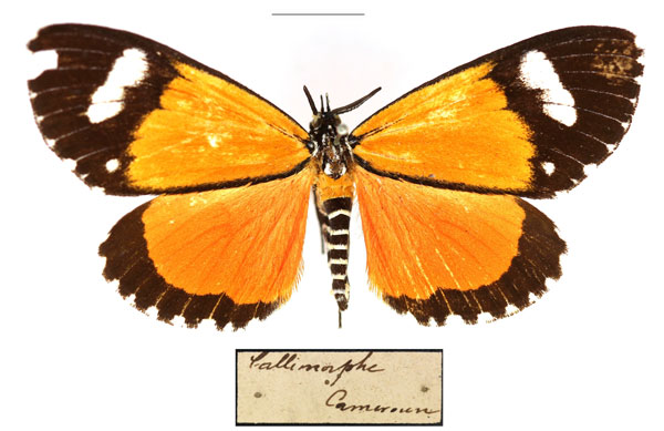 /filer/webapps/moths/media/images/S/similis_Phaegorista_AM_RBINS_02.jpg