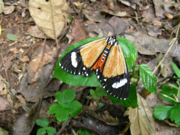 /filer/webapps/moths/media/images/S/similis_Phaegorista_A_Waring_02.jpg