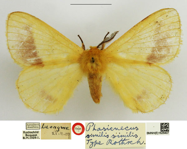 /filer/webapps/moths/media/images/S/similis_Phasicnecus_STM_NHMUK.jpg