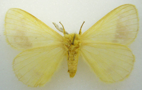 /filer/webapps/moths/media/images/S/similis_Phasicnecus_STM_NHMUKb.jpg