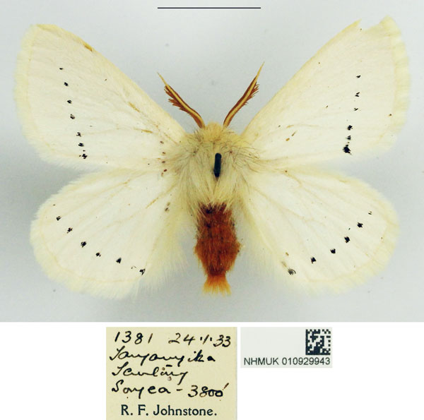 /filer/webapps/moths/media/images/S/similis_Phiala_AM_NHMUK_01.jpg