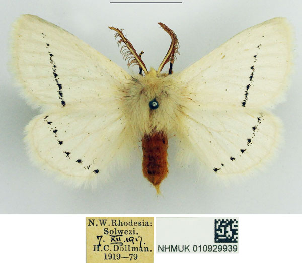 /filer/webapps/moths/media/images/S/similis_Phiala_AM_NHMUK_02.jpg