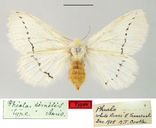 /filer/webapps/moths/media/images/S/similis_Phiala_PT_SNHM.jpg