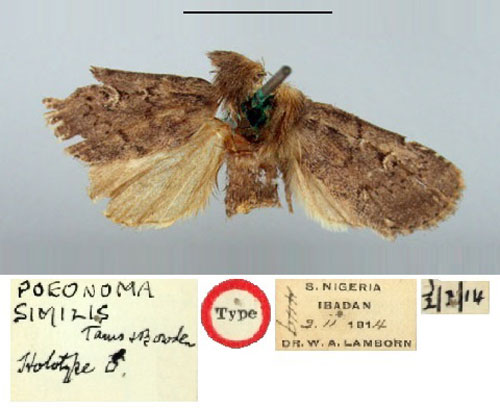 /filer/webapps/moths/media/images/S/similis_Poeonoma_HT_BMNH.jpg