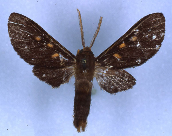 /filer/webapps/moths/media/images/S/similis_Rhabdomarctia_HT_RMCA_01.jpg