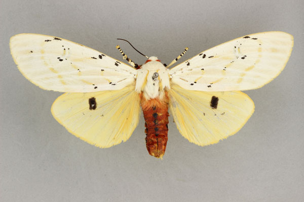 /filer/webapps/moths/media/images/S/similis_Rhodogastria_AF_BMNH.jpg
