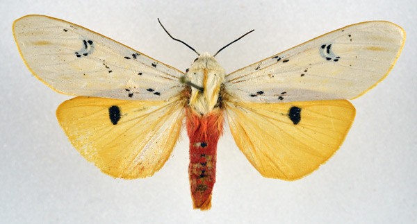 /filer/webapps/moths/media/images/S/similis_Rhodogastria_AF_NHMO.jpg