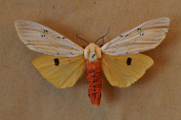 /filer/webapps/moths/media/images/S/similis_Rhodogastria_AM_Butler.jpg