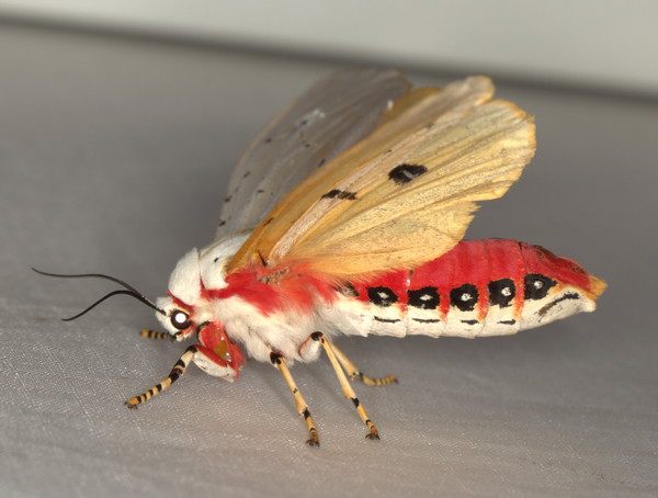 /filer/webapps/moths/media/images/S/similis_Rhodogastria_A_Heyns_01.jpg