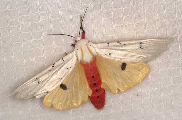 /filer/webapps/moths/media/images/S/similis_Rhodogastria_A_Heyns_02.jpg
