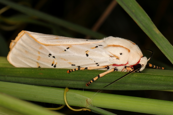 /filer/webapps/moths/media/images/S/similis_Rhodogastria_A_Heyns_03.jpg
