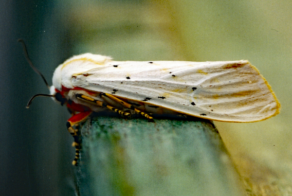 /filer/webapps/moths/media/images/S/similis_Rhodogastria_A_Roland_01.jpg