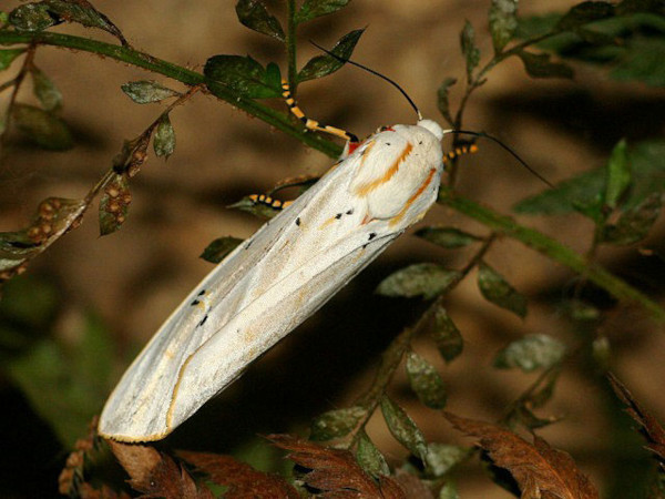 /filer/webapps/moths/media/images/S/similis_Rhodogastria_A_Wursten.jpg