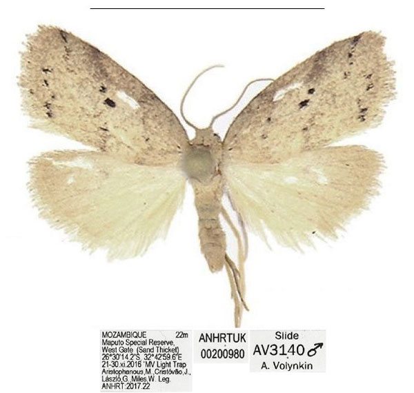 /filer/webapps/moths/media/images/S/similis_Spatulosia_HT_ANHRT.jpg