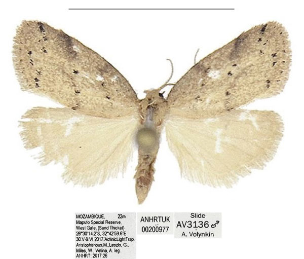 /filer/webapps/moths/media/images/S/similis_Spatulosia_PTM_ANHRT.jpg