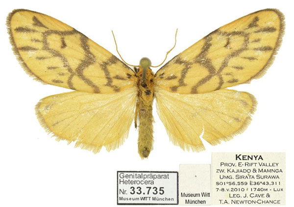 /filer/webapps/moths/media/images/S/similis_Tumicla_AF_MWM.jpg