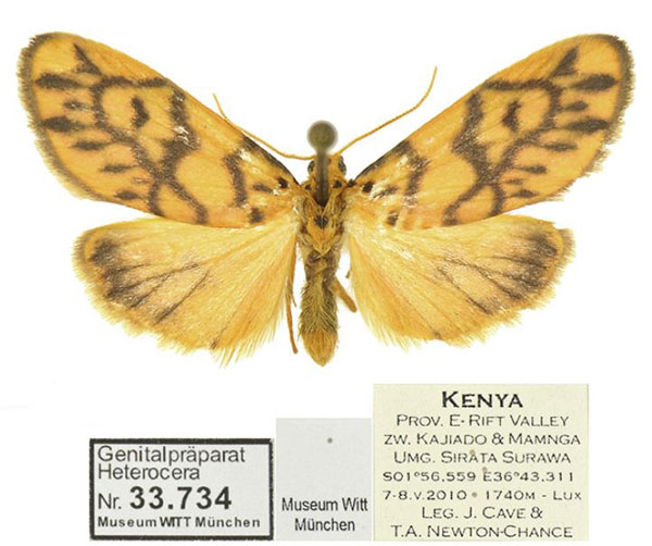 /filer/webapps/moths/media/images/S/similis_Tumicla_AM_MWM_01.jpg