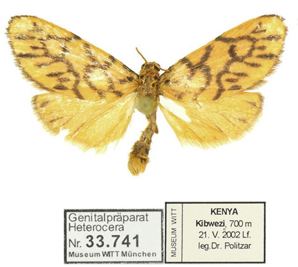 /filer/webapps/moths/media/images/S/similis_Tumicla_AM_MWM_02.jpg