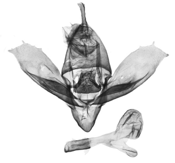 /filer/webapps/moths/media/images/S/similis_Tumicla_GM_BMNH_4656.jpg