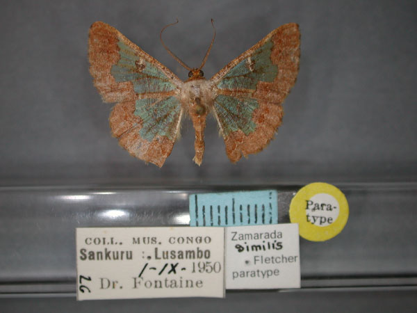 /filer/webapps/moths/media/images/S/similis_Zamarada_PT_RMCA_01.jpg