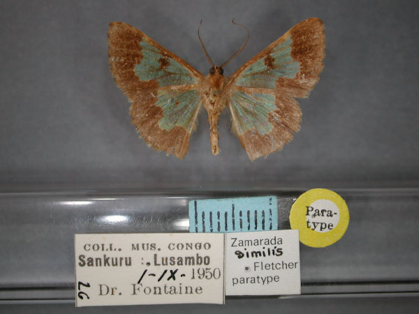 /filer/webapps/moths/media/images/S/similis_Zamarada_PT_RMCA_02.jpg