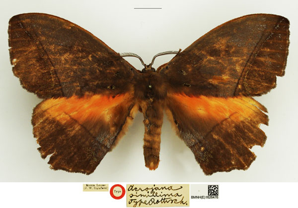 /filer/webapps/moths/media/images/S/simillima_Acrojana_HT_NHMUK.jpg