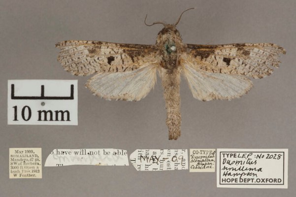 /filer/webapps/moths/media/images/S/simillima_Aethalopteryx_A_OUMNHa.jpg