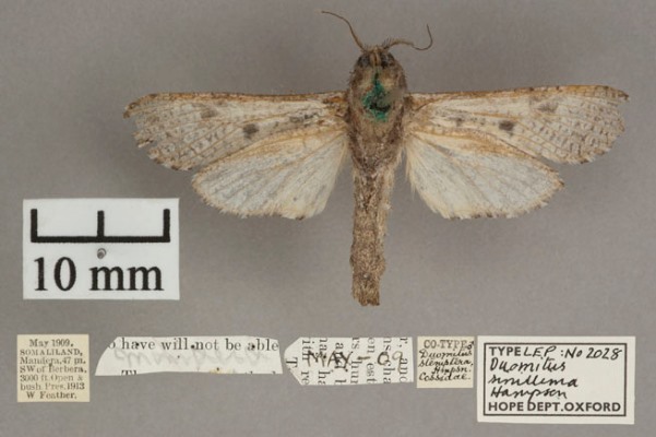 /filer/webapps/moths/media/images/S/simillima_Aethalopteryx_A_OUMNHb.jpg