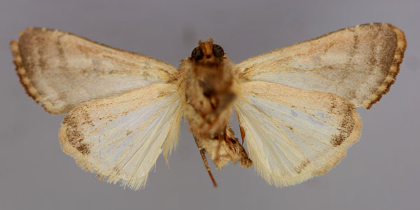 /filer/webapps/moths/media/images/S/simillima_Conservula_HT_RMCA_02.jpg