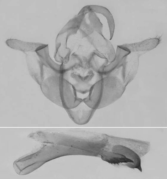 /filer/webapps/moths/media/images/S/simillima_Sciomesa_GMHT_MNHN_219.jpg