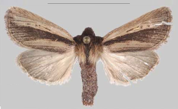 /filer/webapps/moths/media/images/S/simillima_Sciomesa_HT_MNHNa.jpg